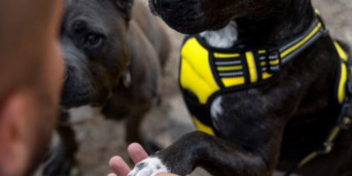 Trained Personal Protection Dogs: Your Ultimate Guide to Safety and Security