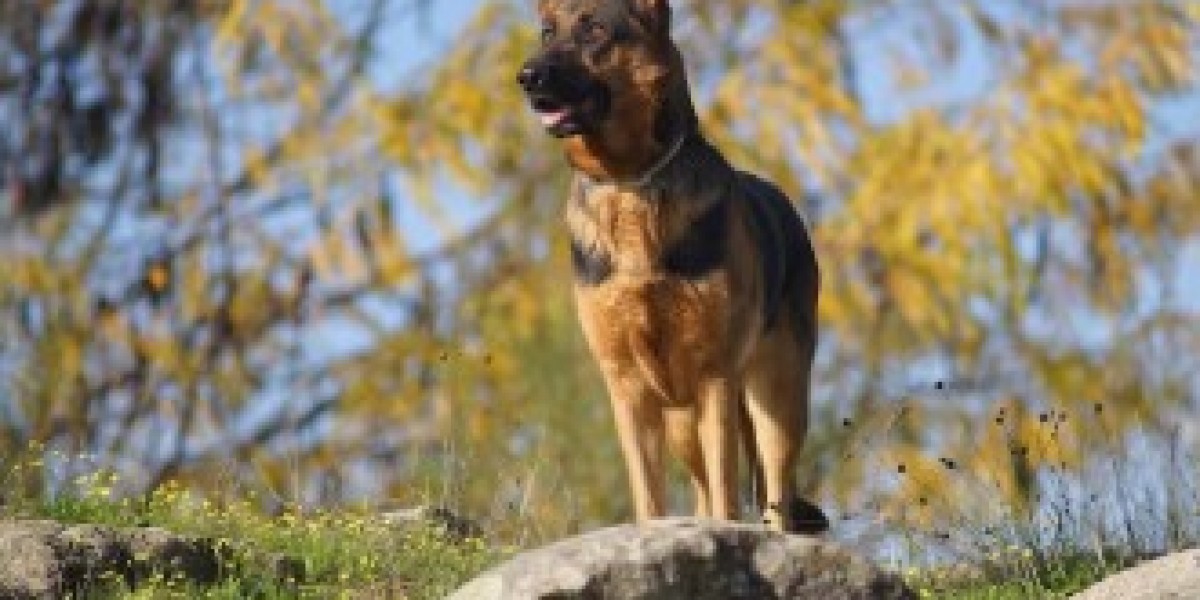 Trained Belgian Malinois for Sale: The Ultimate Working and Protection Dog