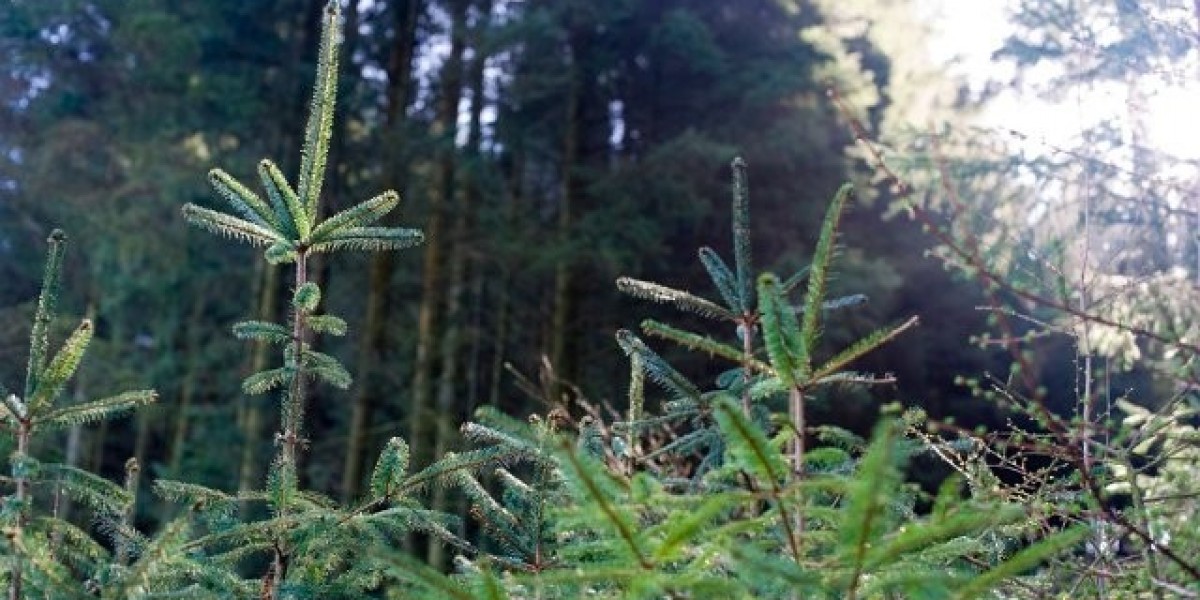 Hüvelichormon (HGH): Nutzen, Risiken und Anwendungen