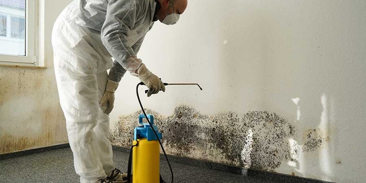Mold Inspection Services Bothell, WA: A Complete Guide for Homeowners